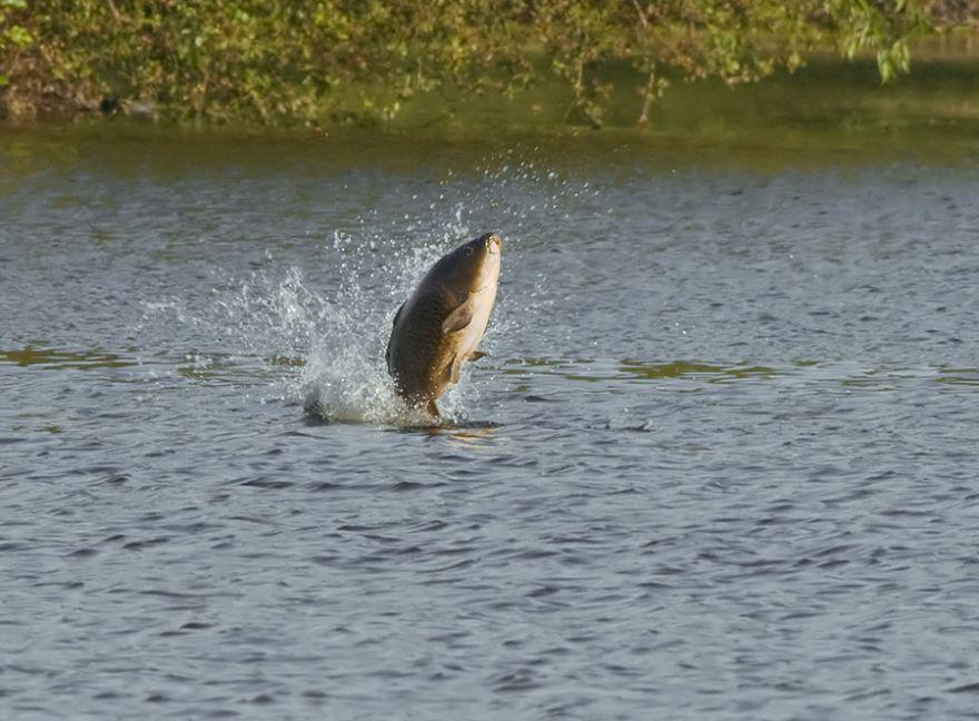 fish :) - jumpingcommoncropped.jpg